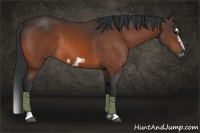 Horse Color:Bay Splash Frame Rabicano 