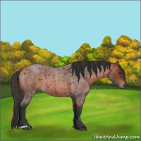 Horse Color:Bay Roan 