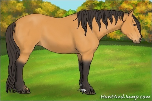 Horse Color:Buckskin