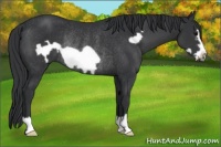 Horse Color:Black Frame Rabicano