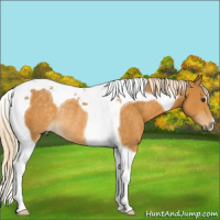 Horse Color:Palomino Tobiano Rabicano