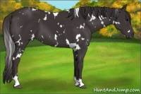 Horse Color:White Spotted Smoky Black