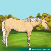 Horse Color:Gold Cream Champagne Ice 