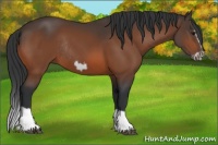 Horse Color:Bay Splash Frame Rabicano 