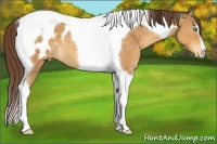 Horse Color:Sable Cream Champagne Tobiano Appaloosa 