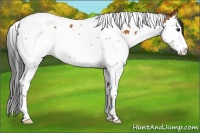 Horse Color:Bay Splash Tobiano 