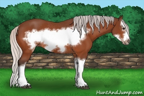 Horse Color:Silver Bay Splash Frame Rabicano 