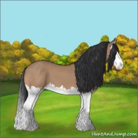 Horse Color:Bay Dun Splash 