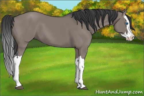 Horse Color:Grullo Splash 