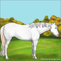 Horse Color:Gold Champagne Roan Dun Varnish