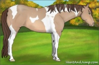 Horse Color:Amber Champagne Tobiano Varnish 