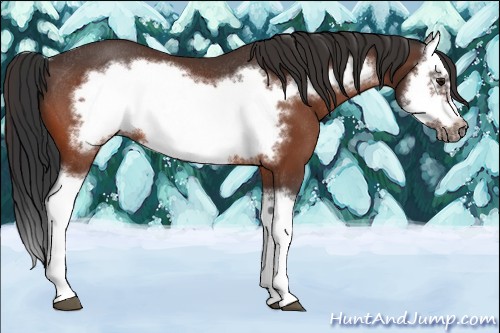 Horse Color:Bay Splash Frame Rabicano