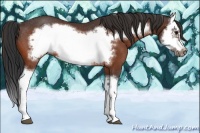 Horse Color:Bay Splash Frame Rabicano 