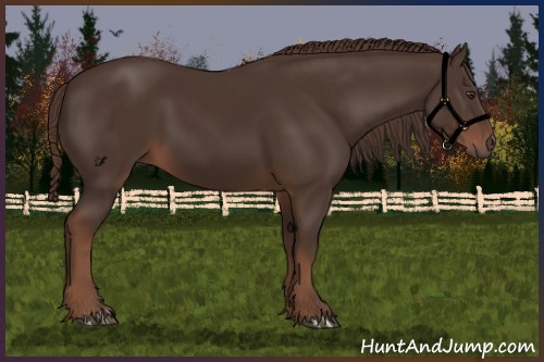 Horse Color:Liver Chestnut 