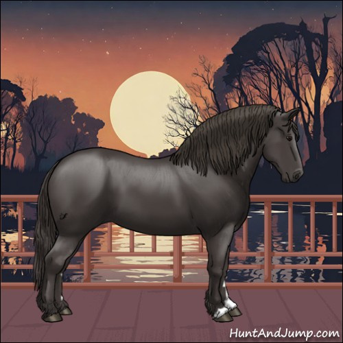 Horse Color:Smoky Black 