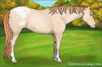 Horse Color:Amber Champagne Pearl Snowcap 