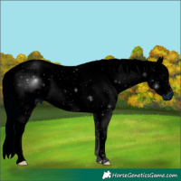 Horse Color:ERROR: UNKNOWN ANOMALY