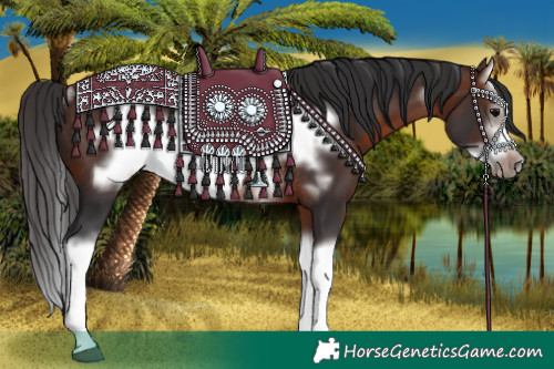 Horse Color:Brown Splash Frame Rabicano