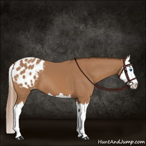 Horse Color:Chestnut Splash Appaloosa 