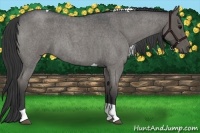 Horse Color:Blue Roan Tobiano 