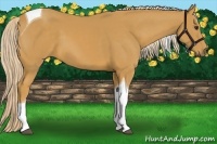 Horse Color:Palomino Tobiano 