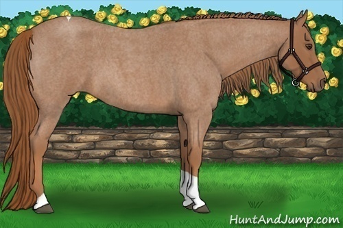 Horse Color:Red Roan Tobiano 