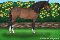 Horse Color:Bay Tobiano 