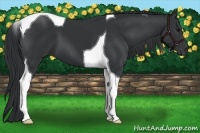 Horse Color:Black Tobiano 