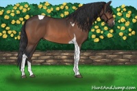 Horse Color:Bay Tobiano 