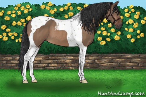 Horse Color:Brown Dun Tobiano 