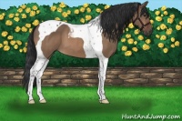 Horse Color:Brown Dun Tobiano 