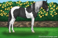 Horse Color:Black Tobiano 