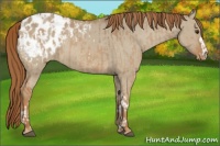Horse Color:Red Dun Appaloosa  and Red Dun Appaloosa 