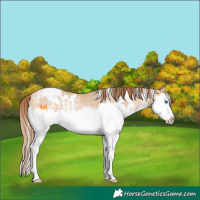 Horse Color:White Spotted Brown Pearl Dun Sabino Splash Rabicano 