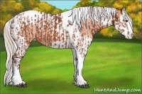 Horse Color:Silver Bay Roan Splash Tobiano  and Silver Amber Champagne Roan Splash Tobiano 