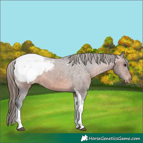 Horse Color:Brown Tobiano Appaloosa 
