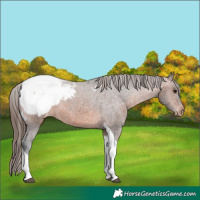 Horse Color:Brown Tobiano Appaloosa 