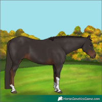 Horse Color:Liver Chestnut Tobiano