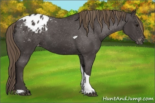 Horse Color:Smoky Black Tobiano Appaloosa 