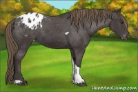 Horse Color:Smoky Black Tobiano Blanket 
