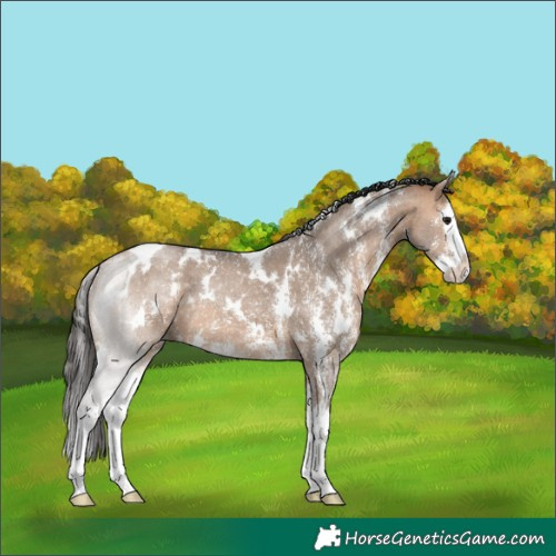Horse Color:White Spotted Bay Dun Sabino Splash 
