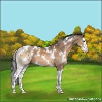 Horse Color:White Spotted Bay Dun Sabino Splash 