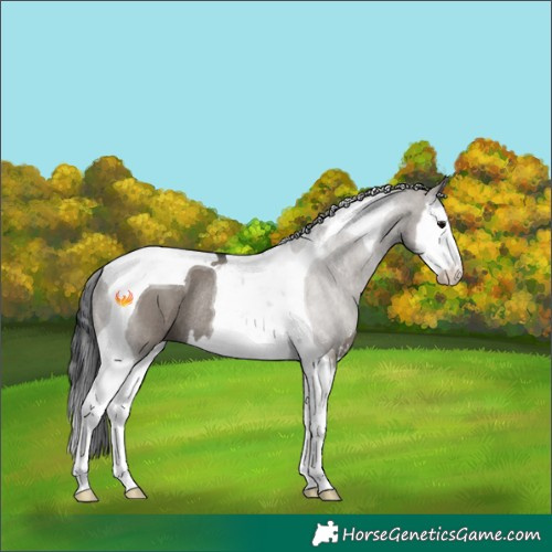 Horse Color:Grullo Sabino Splash Tobiano Rabicano 