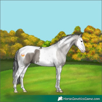Horse Color:Grullo Sabino Splash Tobiano Rabicano 