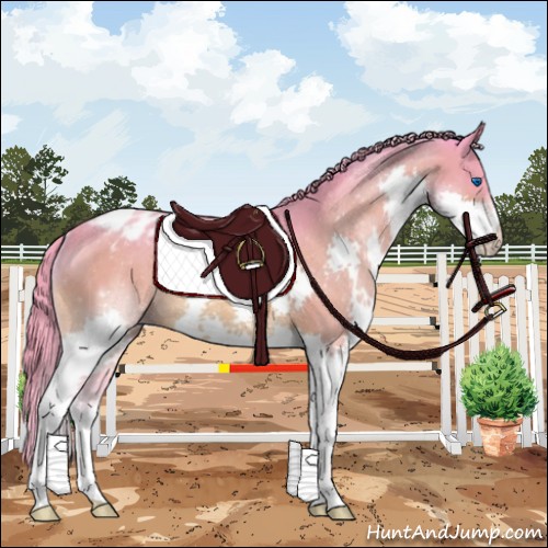 Horse Color:Watercolor Bay Splash Varnish Rabicano 
