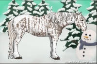 Horse Color:Silver Blue Roan Splash Tobiano  and Silver Blue Roan Splash Tobiano Near Leopard 