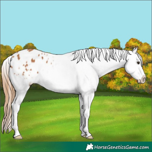 Horse Color:Chestnut Appaloosa 