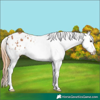 Horse Color:Chestnut Appaloosa