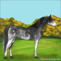 Horse Color:Gray White Spotted Black  and Gray White Spotted Black 