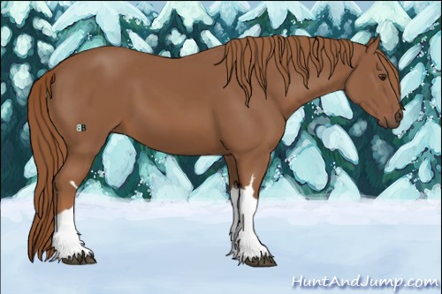 Horse Color:Chestnut 